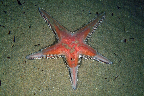 Astropecten aranciacus