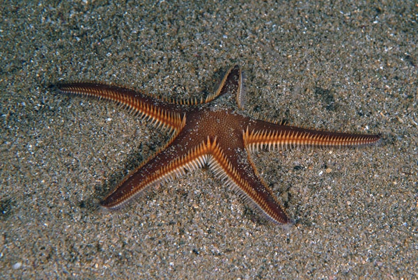 Astropecten bispinosus Astropecten bispinosus