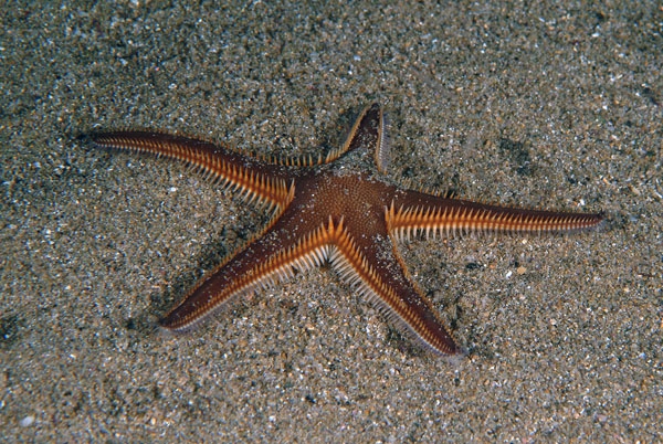 Astropecten bispinosus