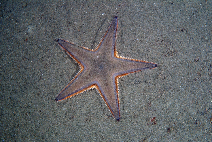 Astropecten jonstoni Astropecten jonstoni