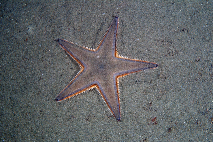 Astropecten jonstoni