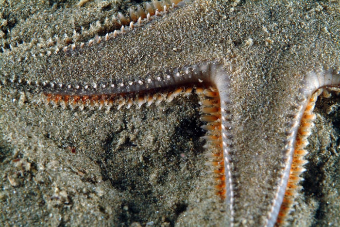 Astropecten jonstoni Astropecten jonstoni