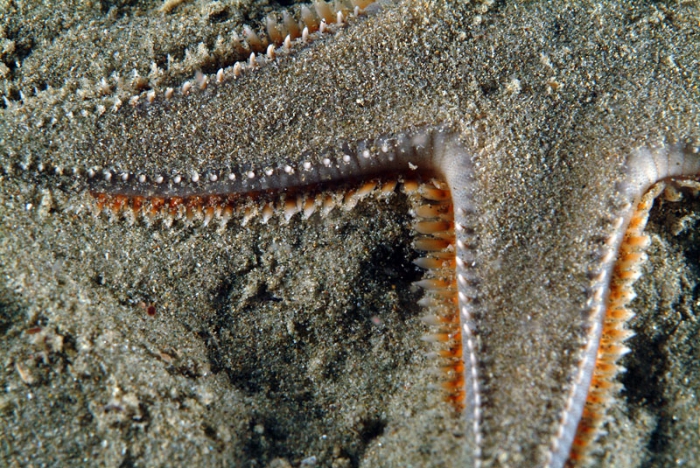 Astropecten jonstoni