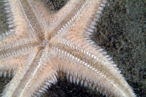 Astropecten jonstoni