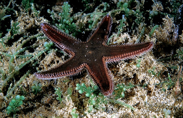 Astropecten spinulosus Astropecten spinulosus