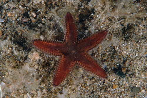 Astropecten spinulosus