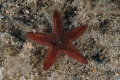 Echinodermata (echinoderms)