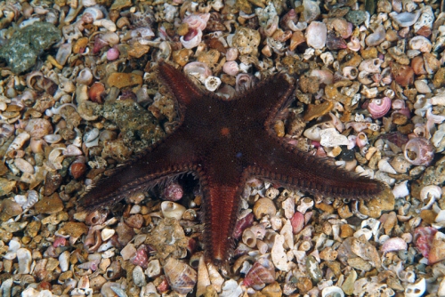 Astropecten spinulosus