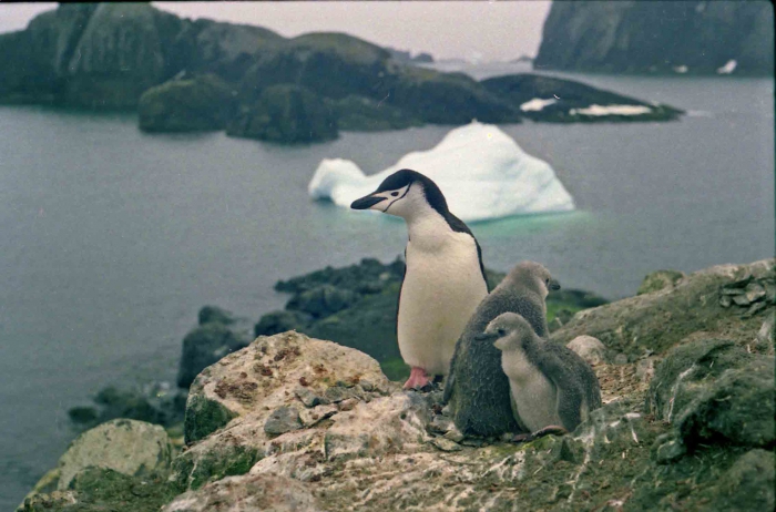Pygoscelis antarctica Pygoscelis antarctica