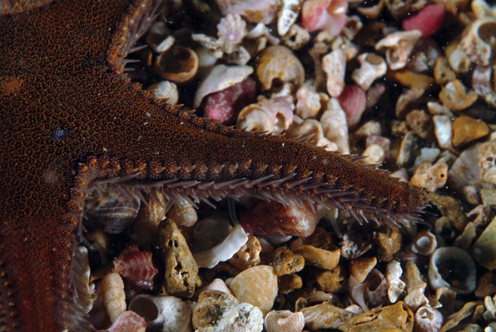 Astropecten spinulosus Astropecten spinulosus