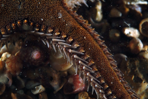 Astropecten spinulosus