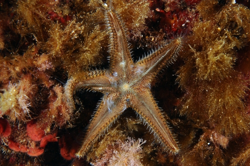 Astropecten spinulosus (reproduction)