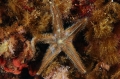 Echinodermata (echinoderms)