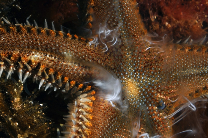 Astropecten spinulosus (reproduction) Astropecten spinulosus (reproduction)