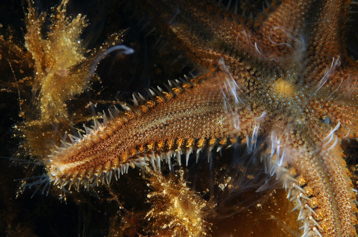 Astropecten spinulosus (reproduction) Astropecten spinulosus (reproduction)