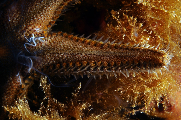 Astropecten spinulosus (reproduction) Astropecten spinulosus (reproduction)