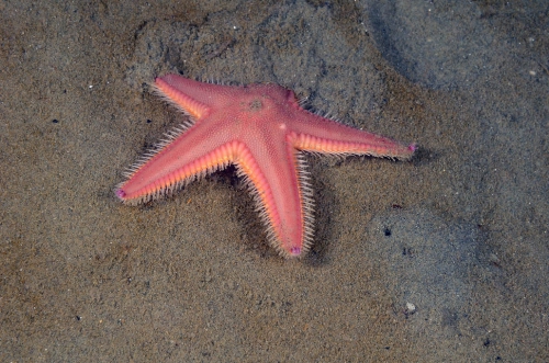 Astropecten irregularis