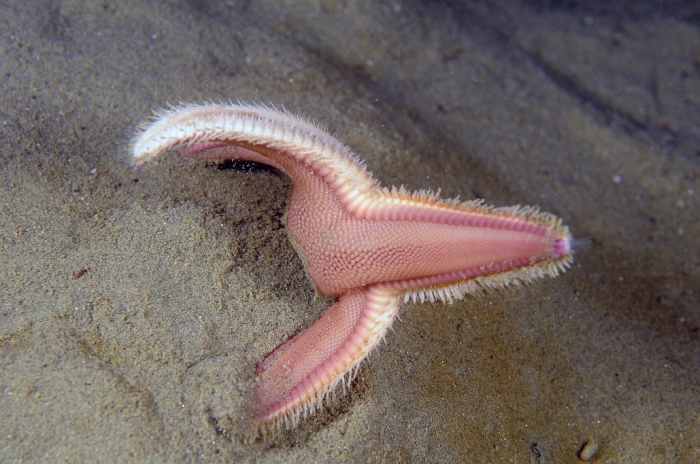 Astropecten irregularis Astropecten irregularis