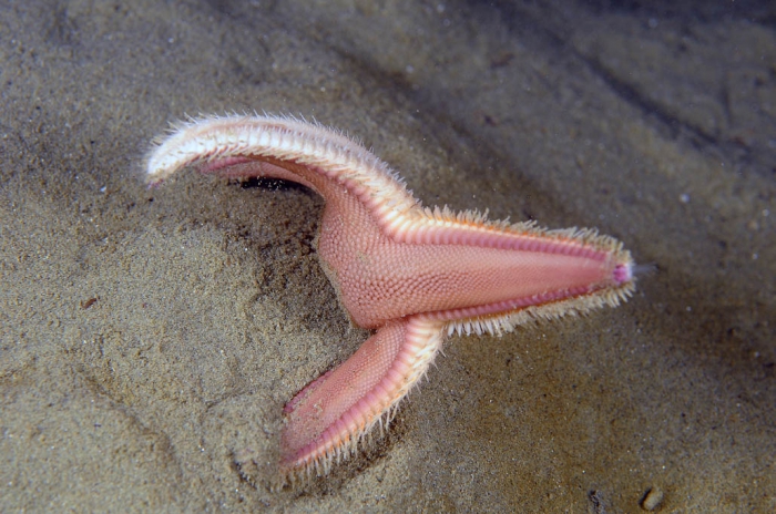 Astropecten irregularis