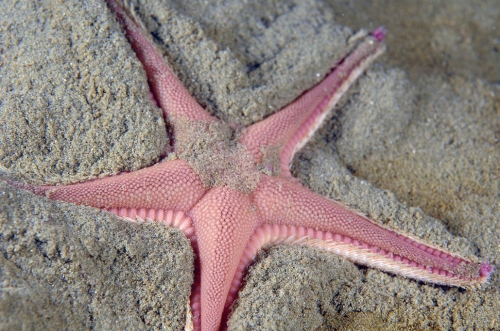 Astropecten irregularis