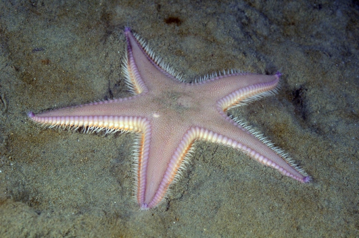 Astropecten irregularis Astropecten irregularis