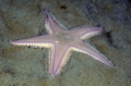 Echinodermata (echinoderms)