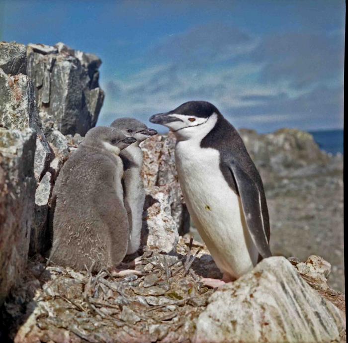 Pygoscelis antarctica Pygoscelis antarctica