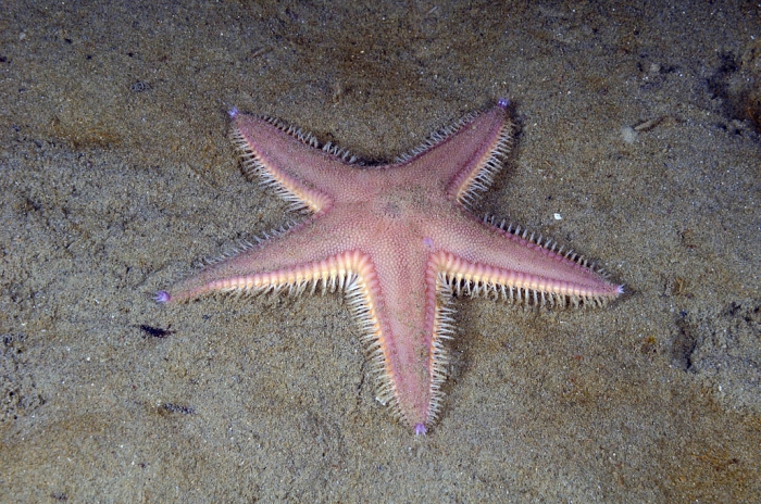 Astropecten irregularis Astropecten irregularis