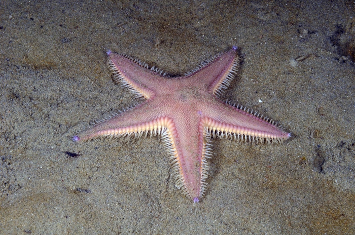 Astropecten irregularis