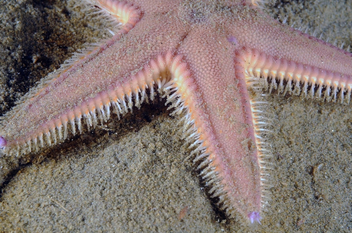 Astropecten irregularis Astropecten irregularis