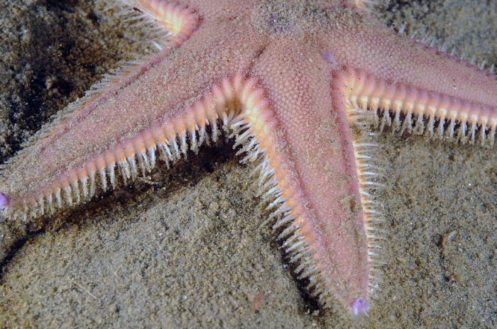 Astropecten irregularis