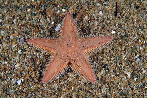 Astropecten irregularis