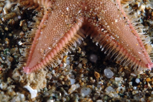 Astropecten irregularis