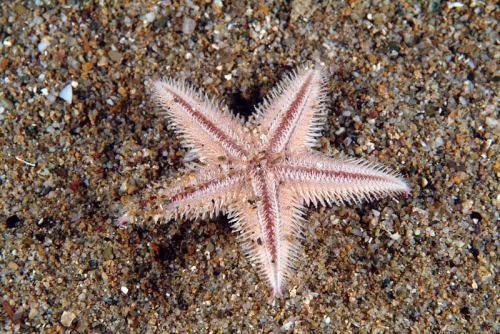 Astropecten irregularis