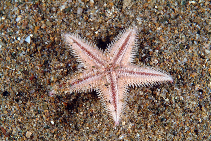 Astropecten irregularis Astropecten irregularis
