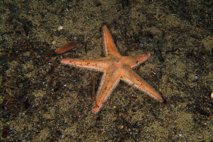 Astropecten irregularis Astropecten irregularis