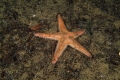 Echinodermata (echinoderms)