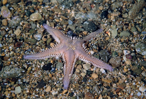 Astropecten platyacanthus