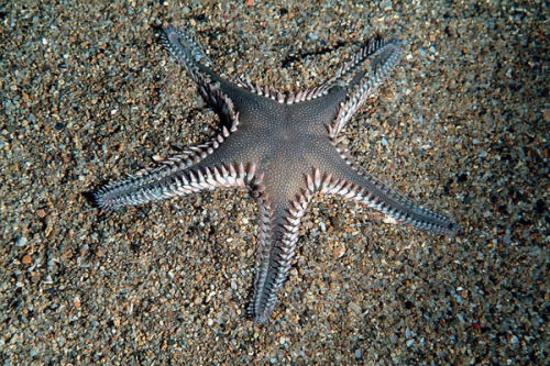 Astropecten platyacanthus