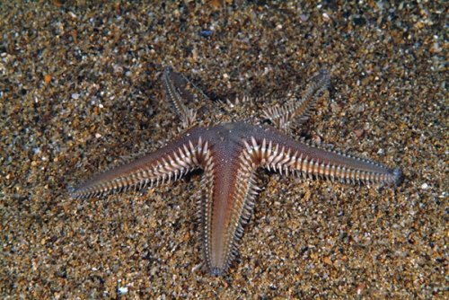 Astropecten platyacanthus