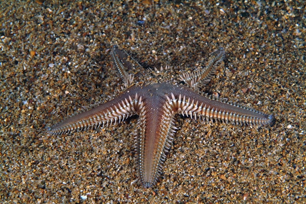 Astropecten platyacanthus Astropecten platyacanthus