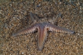 Echinodermata (echinoderms)