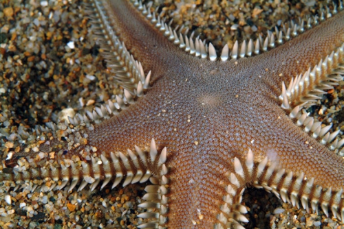 Astropecten platyacanthus