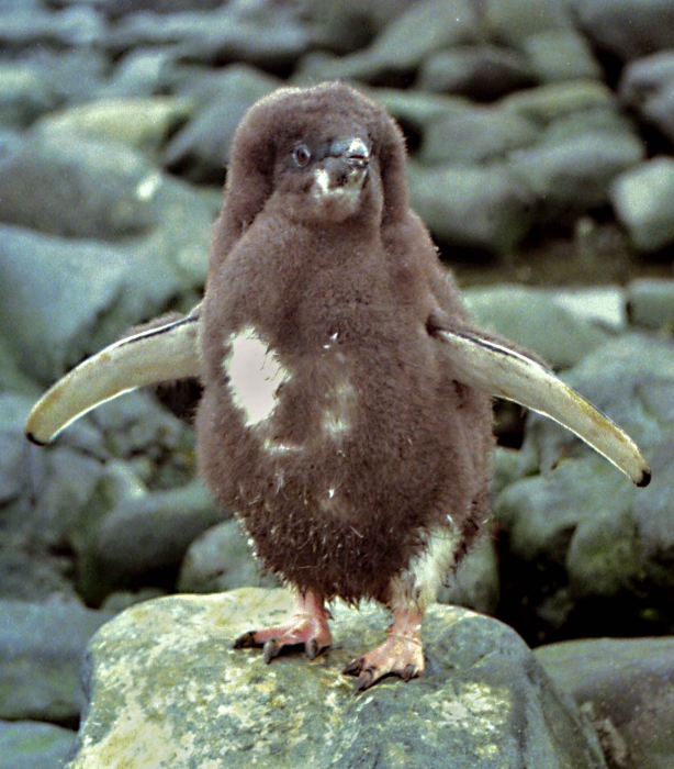 Pygoscelis antarctica Pygoscelis antarctica
