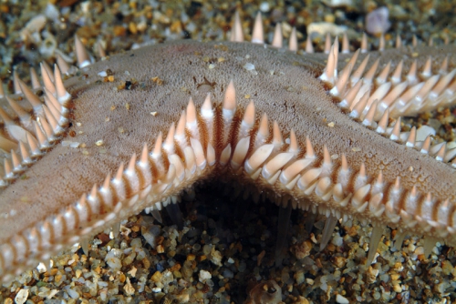 Astropecten platyacanthus