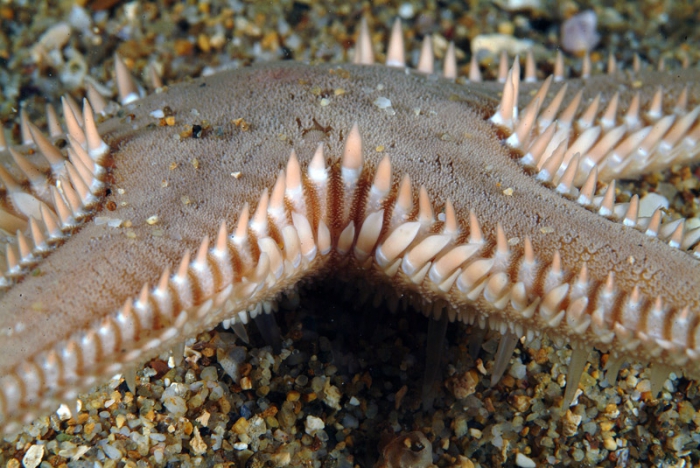 Astropecten platyacanthus Astropecten platyacanthus