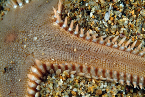 Astropecten platyacanthus