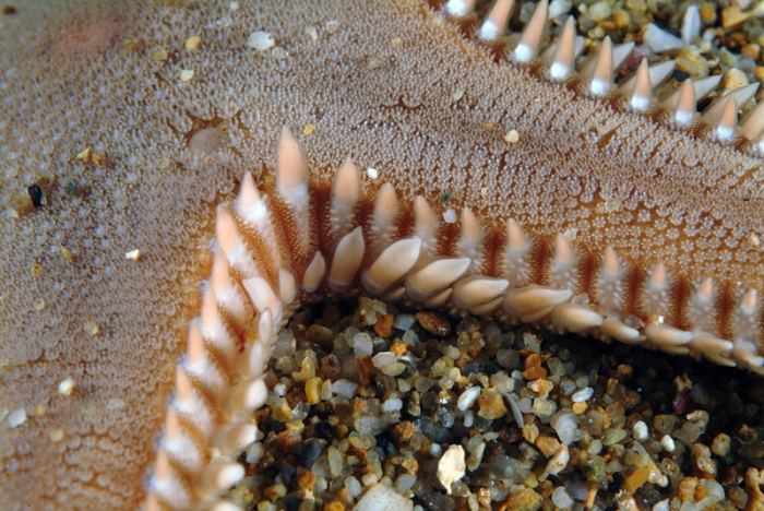 Astropecten platyacanthus Astropecten platyacanthus