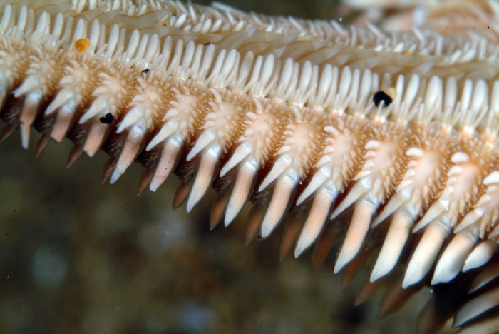 Astropecten platyacanthus