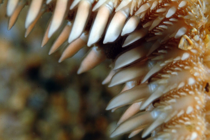 Astropecten platyacanthus Astropecten platyacanthus